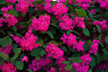 Fototapeta premium Stunning 3D Visualization of Bougainvillea Flower on a Dark Background