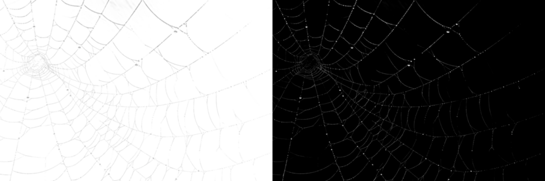 PNG Spiderwebs in contrasting backgrounds