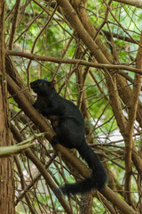 Squirrel on a branch
