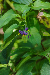 Bittersweet (Celastrus scandens)