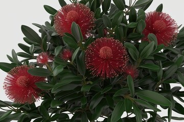 3D Closeup Visualization of Ruby Banksia Spinulosa Leaves and Blossoms