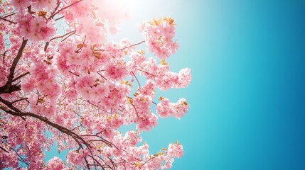 A blooming cherry blossom tree in full bloom, with delicate pink flowers creating a stunning contrast against a bright blue sky, showcasing nature's elegance.