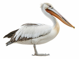 A majestic pelican standing gracefully, showcasing its striking white feathers and distinctive long bill.