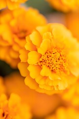 Closeup of big orange marigold flowers. Day of the dead, Mexican holiday celebration. Hindu Puja. Festival Vishu, Ugadi or Gudi Padwa. Traditional Indian background with copy space