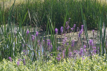 Purplestem in Bloom at Lakeside