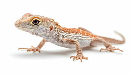 Naklejka premium A close-up view of a vibrant lizard with intricate patterns, showcasing its unique features and colors against a white background.