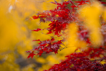 Autumnal foliage. Fall season. Autumn leaves, gold and red leaves of autumn background. Maple leaves. Colorful autumn leaves. natural background. Falling autumn.