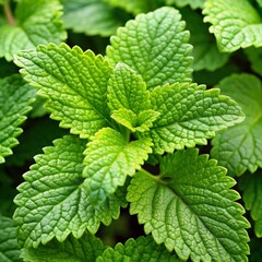 mint leaves on a green background