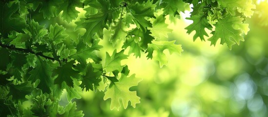 Fototapeta premium Branches Of Oak With Green Leaves Fresh Green Tree Leaves And Branches Bottom View Springtime Scenery Green Branches Of The Oak Tree x000D