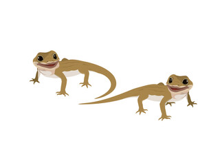 lizard on a white background.