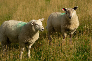 Fototapeta premium The sheep lamb in the verdant meadows. Sheep on an farm. Sheep eating grass on a field. Sheep grazing in an alpine meadow.
