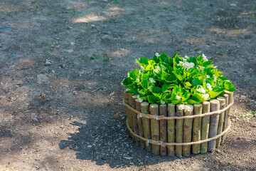 A small potted plant sits in a wooden basket on a dirt ground