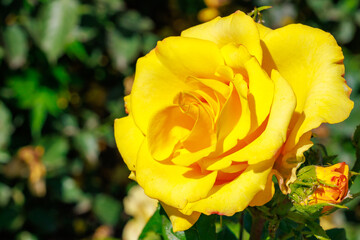 A yellow rose is in full bloom and is surrounded by green leaves