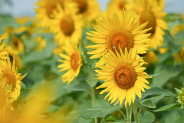 ヒマワリの光彩