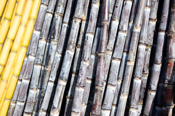 Fresh sugar cane in market