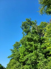A clear blue sky with green trees