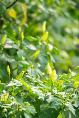 a plant with green leaves and yellow chili peppers.