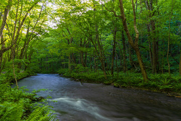 日本の風景・春　青森県十和田市　新緑の奥入瀬渓流