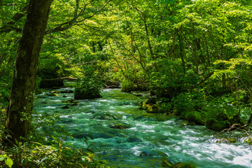 日本の風景・春　青森県十和田市　新緑の奥入瀬渓流　三乱の流れ
