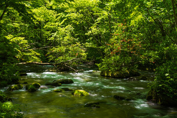 日本の風景・春　青森県十和田市　新緑の奥入瀬渓流　三乱の流れ