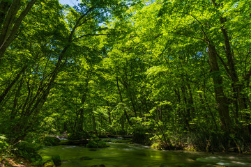 Obraz premium 日本の風景・春 青森県十和田市 新緑の奥入瀬渓流