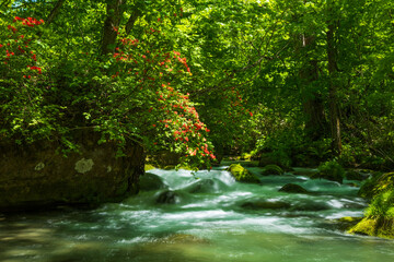 日本の風景・春　青森県十和田市　新緑の奥入瀬渓流