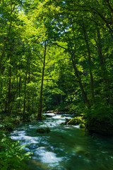 日本の風景・春　青森県十和田市　新緑の奥入瀬渓流