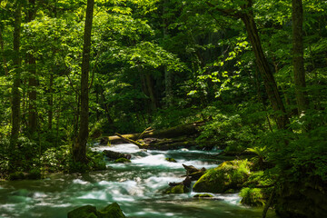 Obraz premium 日本の風景・春 青森県十和田市 新緑の奥入瀬渓流