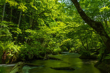 日本の風景・春　青森県十和田市　新緑の奥入瀬渓流