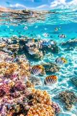 Fototapeta premium Tropical Fish Swimming Over Colorful Coral Reef