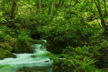 Obraz premium 日本の風景・春 青森県十和田市 新緑の奥入瀬渓流