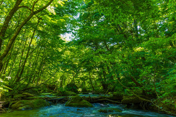 日本の風景・春　青森県十和田市　新緑の奥入瀬渓流