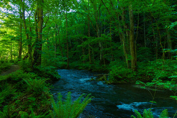 日本の風景・春　青森県十和田市　新緑の奥入瀬渓流