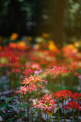 Colorful garlic in the park
