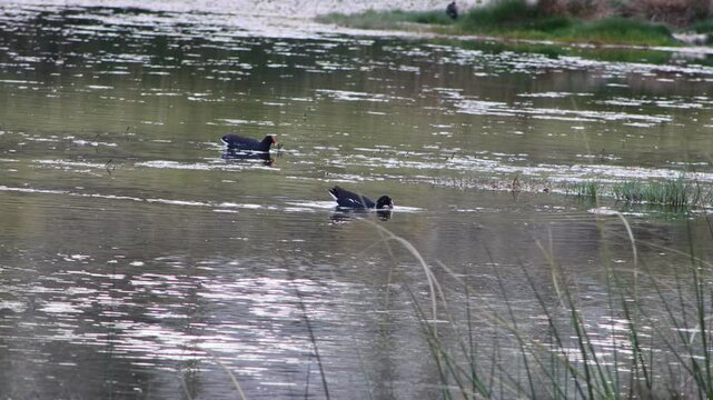 gallineta com&uacute;n o polla de agua (Gallinula chloropus)​ aliment&aacute;ndose en un humedal en los andes peruanos 