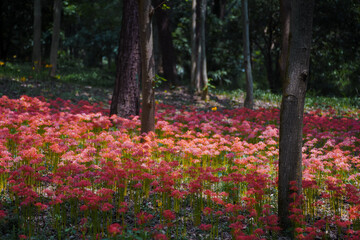 Colorful garlic in the park