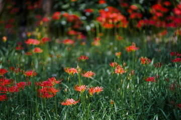 Colorful garlic in the park