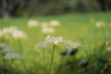 Colorful garlic in the park