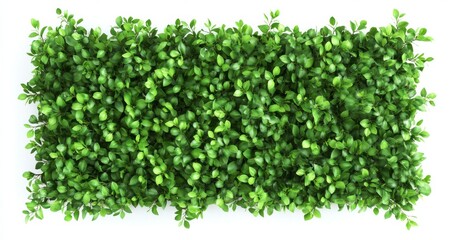A rectangular boxwood hedge with green leaves on a white background