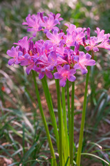 Colorful garlic in the park