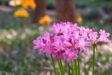 Colorful garlic in the park