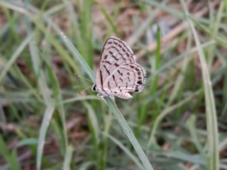 tarucus nara or the striped Pierrot on the grass in the garden.tarucus nara body pattern