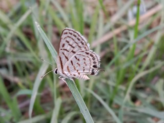 tarucus nara or the striped Pierrot on the grass in the garden.tarucus nara body pattern