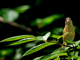 枝にとまるカワラヒワ