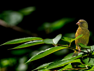 枝にとまるカワラヒワ
