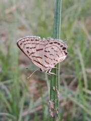 tarucus nara or the striped Pierrot on the grass in the garden.tarucus nara body pattern