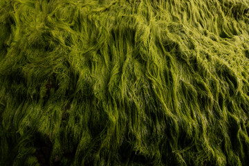 Green seaweed