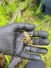 western toad