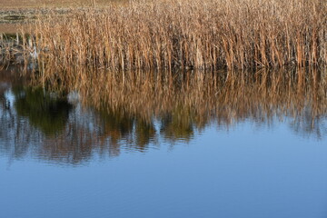 水面に映る植物