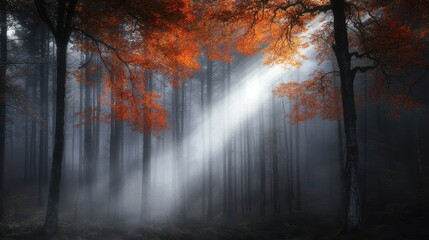 Sunbeams Through Misty Autumn Forest
